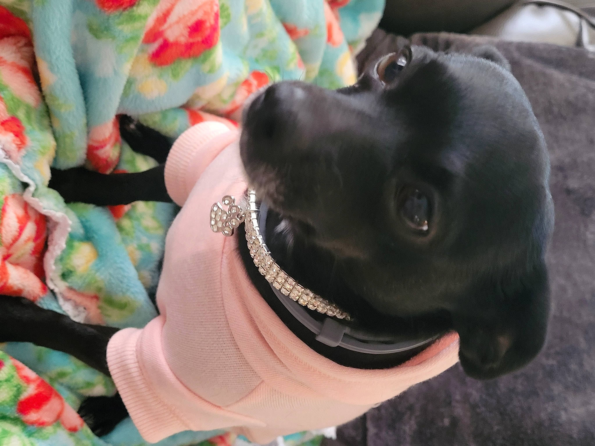 Girly is registered to the contest to win money with this photo: canidae, carnivore, collar, companion_dog, dog, dog_breed, dog_collar, dog_supply, ear, fashion_accessory, fawn, fur, gesture, guard_dog, leash, pet_supply, snout, sporting_group, whiskers, working_animal