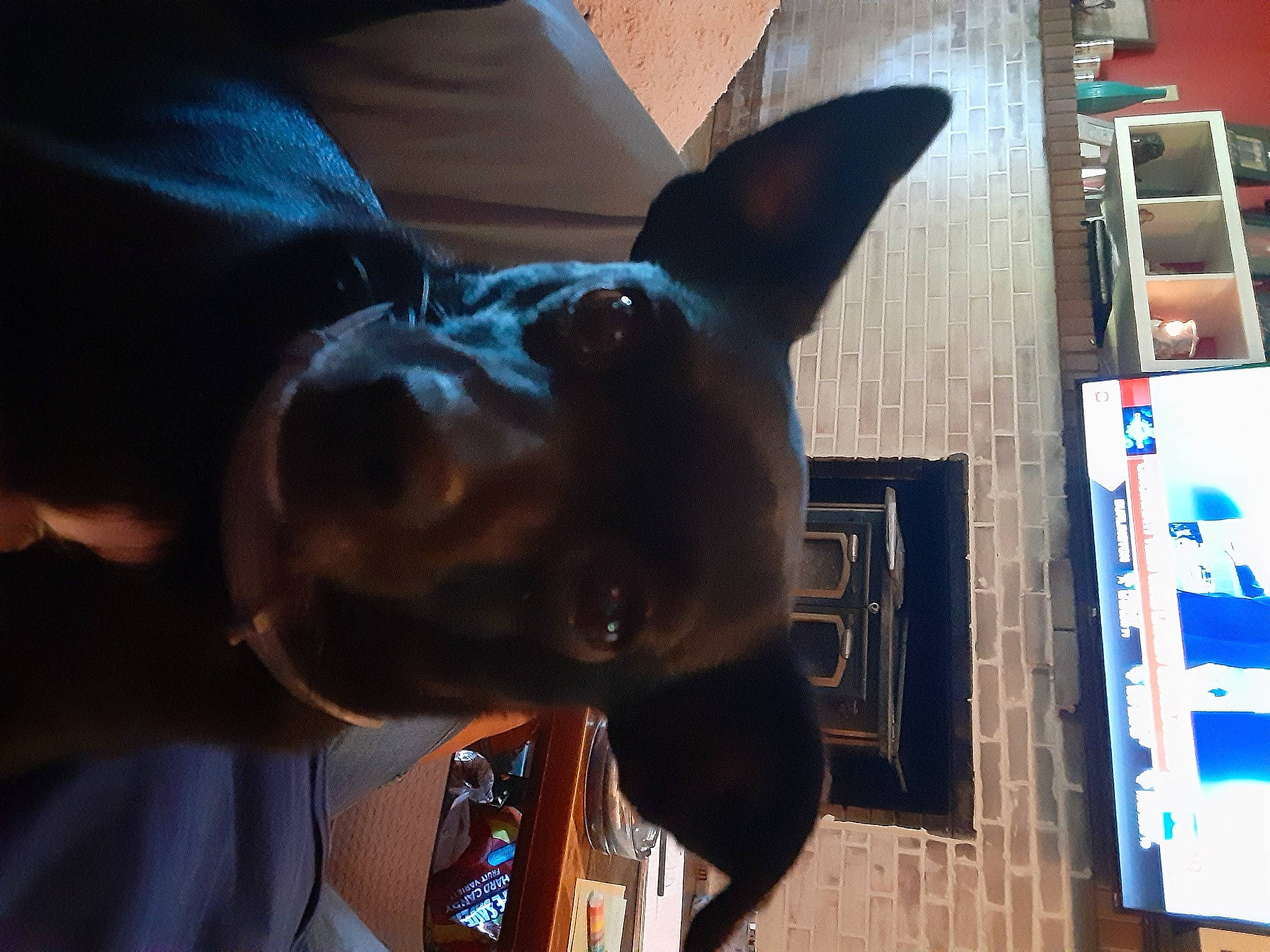 Girly is registered to the contest to win money with this photo: art, bronze_sculpture, building, canidae, carnivore, companion_dog, dog, dog_breed, dog_collar, ear, electric_blue, fawn, metal, sculpture, snout, sporting_group, statue, whiskers, window, working_animal