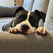 Saya a rejoint le concours — aidez-le/la à gagner de superbes lots ! dog, black_and_white, couch, sofa, indoor, resting, pet, animal, paw, face, fur, canine, relaxing, domestic, companion, cozy, home, living_room, cute, portrait