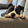 dog, black_and_white, couch, sofa, indoor, resting, pet, animal, paw, face, fur, canine, relaxing, domestic, companion, cozy, home, living_room, cute, portrait