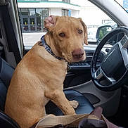 Abraham is registered to the contest to win money with this photo: dog, car_interior, dog_sitting, blue_bandana, leather_seat, vehicle_steering_wheel, dog_looking_back, parking_lot, building, window, car_door, bag, seatbelt, daylight, pet, canine, collar, calm, animal, indoor