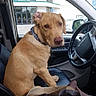dog, car_interior, dog_sitting, blue_bandana, leather_seat, vehicle_steering_wheel, dog_looking_back, parking_lot, building, window, car_door, bag, seatbelt, daylight, pet, canine, collar, calm, animal, indoor