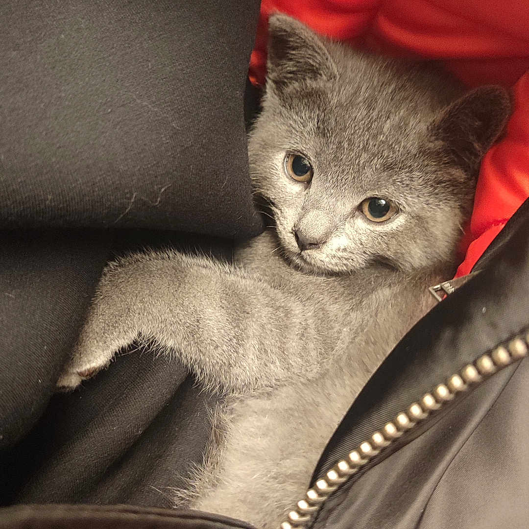 Bonyta a rejoint le concours — aidez-le/la à gagner de superbes lots ! animal, black_fabric, close-up, cozy, curious, cute, ears, fur, gray_cat, indoor, jacket, kitten, pet, red_lining, resting, small, soft_texture, whiskers, young, zipper