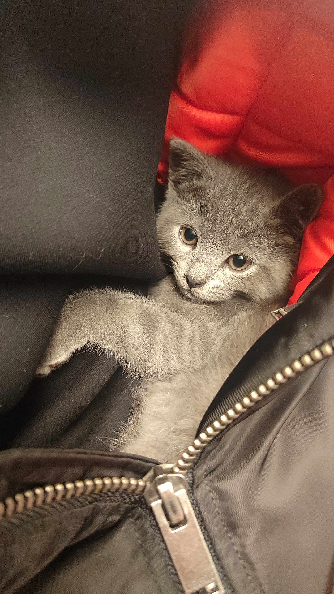 Bonyta a rejoint le concours — aidez-le/la à gagner de superbes lots ! kitten, gray_cat, fur, pet, animal, cute, cozy, jacket, zipper, black_fabric, red_lining, close-up, indoor, soft_texture, resting, curious, small, young, whiskers, ears