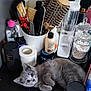 kitten, gray_cat, cat, pet, animal, fur, curious, lying_down, black_surface, toiletries, brushes, cotton_swabs, bottles, container, grooming_tools, domestic, indoor, closeup, relaxed, tabletop