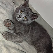 Bonyta participe au concours pour gagner de l'argent avec cette photo : kitten, cat, gray, feline, pet, animal, cute, soft, blanket, paw, fur, whiskers, indoor, young, small, mammal, adorable, resting, curious, laying