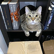 Kovu joined the competition — help win amazing prizes! cat, tabby_cat, bookshelf, books, cardboard_box, indoor, pet, curious, feline, cubicle, looking_up, whiskers, ears, close_up, sitting, home, shelf, animal, mammal, domestic_animal