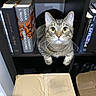 cat, tabby_cat, bookshelf, books, cardboard_box, indoor, pet, curious, feline, cubicle, looking_up, whiskers, ears, close_up, sitting, home, shelf, animal, mammal, domestic_animal