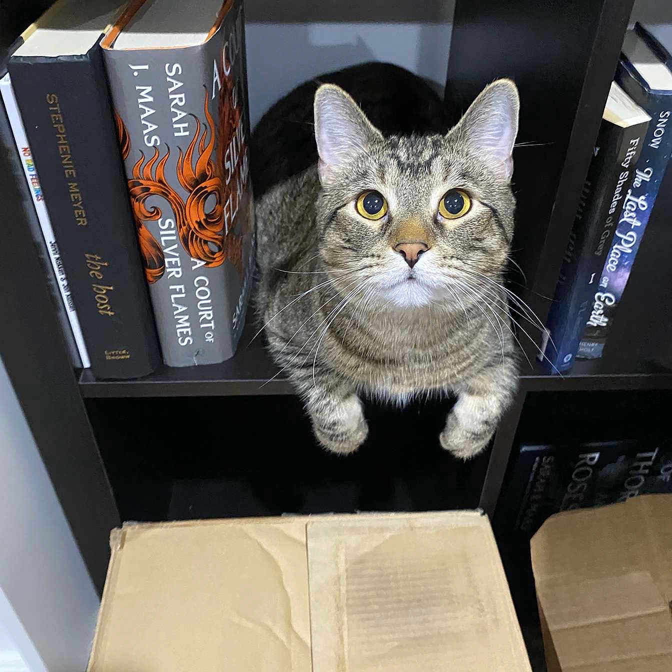 Kovu joined the competition — help win amazing prizes! cat, tabby_cat, bookshelf, books, cardboard_box, indoor, pet, curious, feline, cubicle, looking_up, whiskers, ears, close_up, sitting, home, shelf, animal, mammal, domestic_animal
