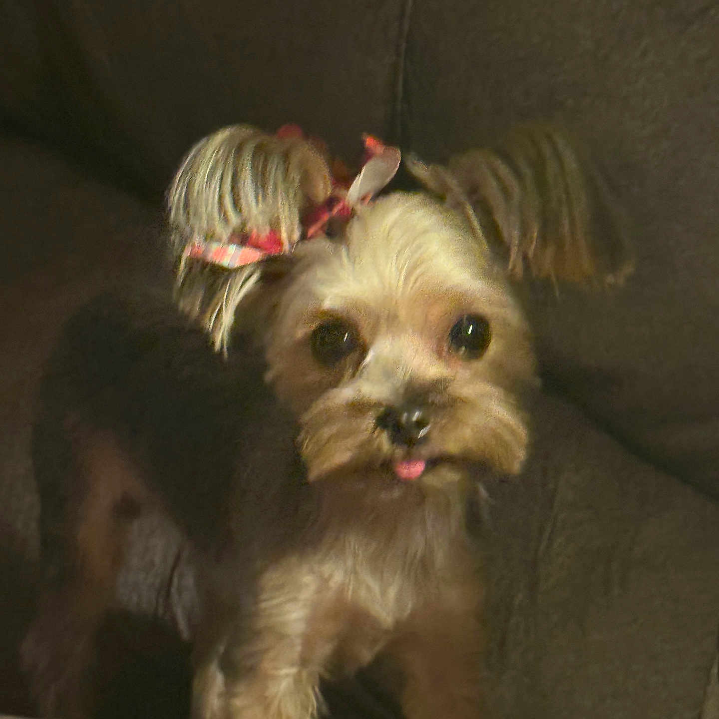 Daisy joined the competition — help win amazing prizes! adorable, animal, bow, brown, canine, companion, couch, cute, dog, domestic, ears, face, friend, fur, furry, indoor, looking, pet, small_dog, tongue_out