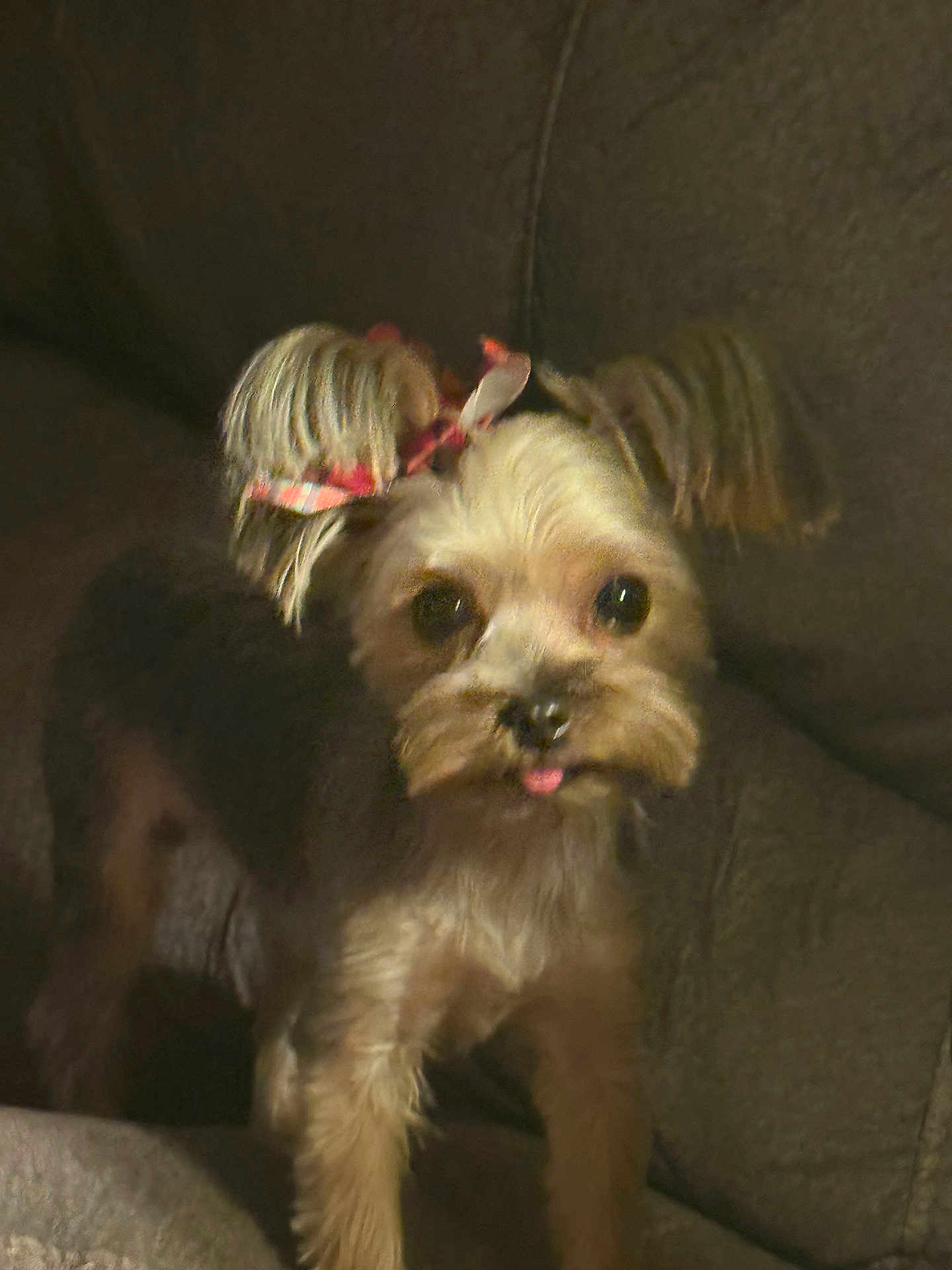 Daisy joined the competition — help win amazing prizes! dog, small_dog, bow, pet, cute, animal, indoor, couch, fur, tongue_out, face, ears, looking, brown, adorable, companion, domestic, canine, friend, furry