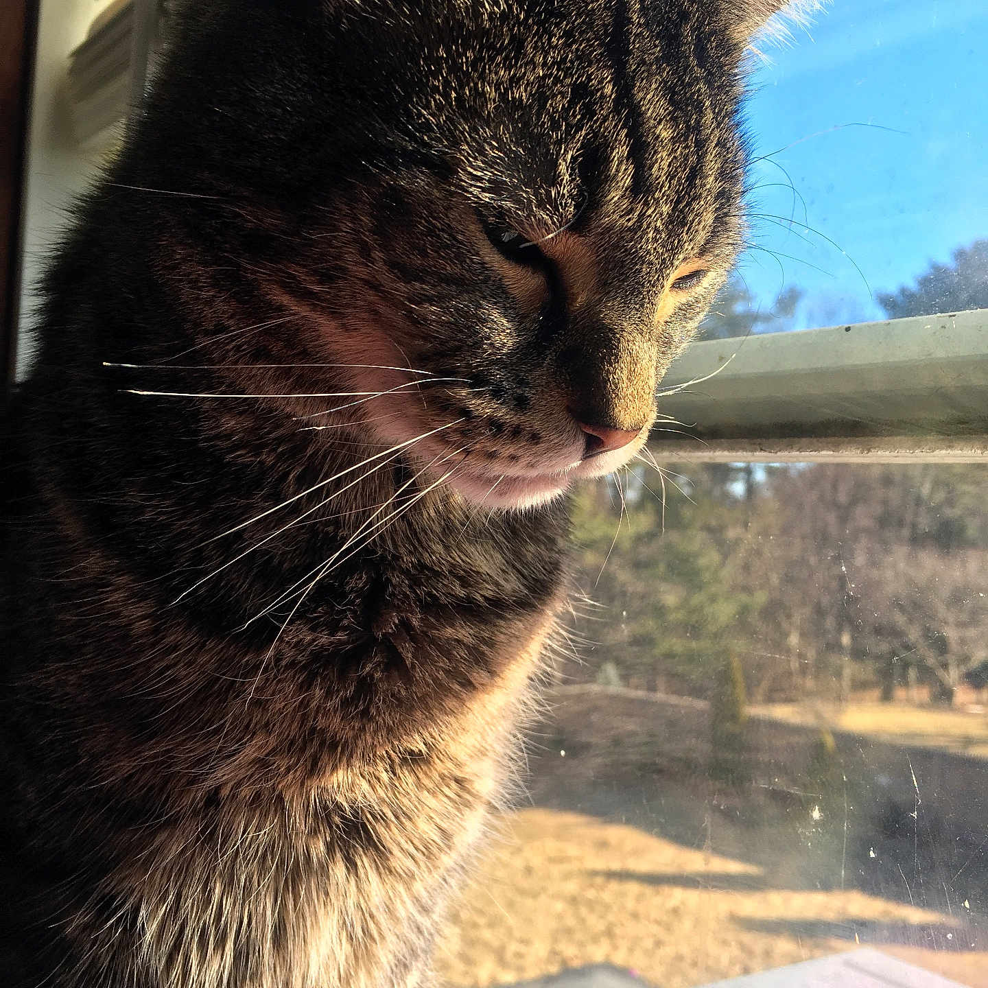 Benjamin is registered to the contest to win money with this photo: abyssinian, animal, bodypart, cat, curtain, egyptiancat, homedecor, kitten, manx, mouth, person, pet, windowshade