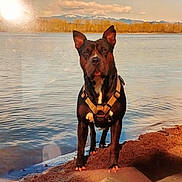 Jobie Kane Finney joined the competition — help win amazing prizes! animal, black, brown, canine, clouds, daytime, dog, harness, lake, landscape, mountains, mud, nature, outdoor, reflection, shore, sky, sunlight, trees, water