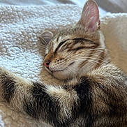 Abyss a rejoint le concours — aidez-le/la à gagner de superbes lots ! animal, cat, closeup, comfort, cozy, cute, feline, fluffy_blanket, fur, indoor, mammal, nap, paw, peaceful, pet, relaxation, sleeping, soft, tabby, whiskers