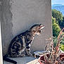 animal, cat, concrete, curious, daylight, dry_plant, feline, greenery, hill, nature, outdoor, pet, potted_plant, shadow, side_view, sitting, sky, striped_fur, sunlight, tabby_cat