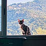 Abyss participe au concours pour gagner de l'argent avec cette photo : animal, cat, curious, daylight, domestic_cat, greenery, hill, house, landscape, mountain, nature, outdoor, peaceful, pet, quiet, scenery, sitting, sunlight, wildlife, window