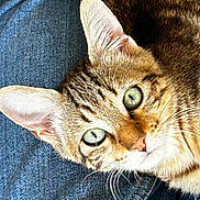 Abyss participe au concours pour gagner de l'argent avec cette photo : cat, tabby, close_up, green_eyes, whiskers, fur, denim, jeans, resting, curious, pet, animal, domestic, feline, texture, portrait, indoor, soft_light, detailed, cute