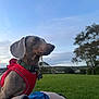 dog, canine, pet, red_harness, grass, park, outdoor, sky, tree, person, legs, blue_shorts, green_collar, nature, evening, landscape, animal, cute, side_profile, relaxing