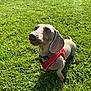 Neville joined the competition — help win amazing prizes! dog, dachshund, pet, animal, grass, outdoor, sunlight, red_harness, cute, playful, tongue_out, small_dog, greenery, daylight, canine, mammal, nature, walking, companion, friendly