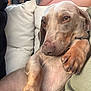 dog, canine, pet, paw, couch, cushion, relaxed, resting, indoors, closeup, fur, snout, ears, person, arm, home, comfort, sleepy, casual, domestic