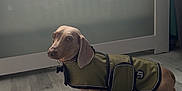 Neville is registered to the contest to win money with this photo: dog, dachshund, pet, indoor, floor, clothing, jacket, window, blinds, glass_panel, light, animal, canine, fur, ears, looking, standing, calm, home, curious
