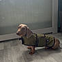 dog, dachshund, pet, indoor, floor, clothing, jacket, window, blinds, glass_panel, light, animal, canine, fur, ears, looking, standing, calm, home, curious