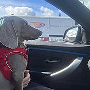 Neville is registered to the contest to win money with this photo: animal, blue_sky, car, clouds, daylight, dog, human_hand, interior, looking, paw, pet, red_harness, reflection, road, seat, side_mirror, transport, travel, van, window