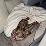 dog, sleeping, blanket, bed, pillow, carpet, cozy, indoor, resting, brown_dog, pet, fur, canine, domestic_animal, relaxation, soft_texture, comfort, snug, collar, nap