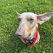 Neville joined the competition — help win amazing prizes! dog, pet, animal, grass, outdoor, canine, ears, collar, harness, tag, cute, looking_up, fur, nature, friendly, muzzle, snout, tongue_hidden, daylight, greenery