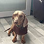 dog, dachshund, pet, indoor, floor, sweater, brown, cozy, canine, animal, looking, sitting, paws, ears, collar, tag, furniture, light, window, home