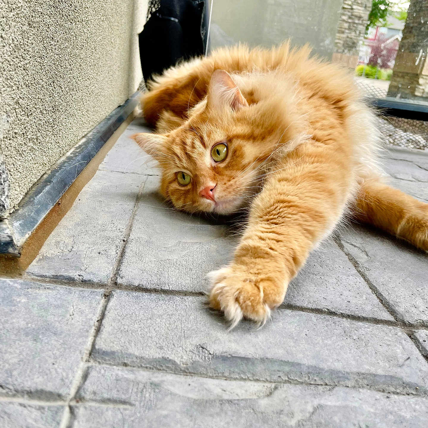 Armani is registered to the contest to win money with this photo: abyssinian, angora, animal, architecture, building, cat, flagstone, hardwood, house, housing, kitten, manx, path, pet, porch, road, sidewalk, slate, walkway, wood