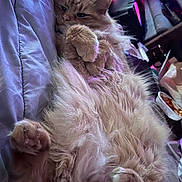Bo joined the competition — help win amazing prizes! cat, ginger_cat, fluffy, relaxed, bed, paws, lounging, indoor, pet, fur, cozy, purple_lighting, pink_lighting, cluttered_background, sleepy, animal, cute, feline, closeup, resting