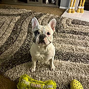 Cane joined the competition — help win amazing prizes! animal, cabinet, carpet, croc_shoe, dog, doll, figurine, fireplace, floor, footwear, french_bulldog, home_interior, indoor, looking_up, pet, pet_toy, plush_toy, rug, toy, white_dog