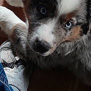 Atchoum a rejoint le concours — aidez-le/la à gagner de superbes lots ! puppy, dog, blue_eyes, fur, paw, shoe, foot, white_shoe, black_bow, tile_floor, curious, close_up, pet, animal, indoor, person, jeans, resting, cute, young_dog