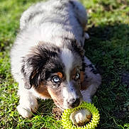 Atchoum a rejoint le concours — aidez-le/la à gagner de superbes lots ! adorable, animal, blue_eyes, chewing, close_up, cute, daylight, dog, fur, grass, green, nature, outdoor, paw, pet, playful, puppy, sunlight, toy, young_dog