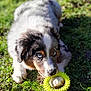 adorable, animal, blue_eyes, chewing, close_up, cute, daylight, dog, fur, grass, green, nature, outdoor, paw, pet, playful, puppy, sunlight, toy, young_dog