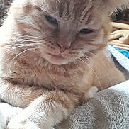 Tigrou a rejoint le concours — aidez-le/la à gagner de superbes lots ! cat, orange_tabby, feline, pet, sleepy, cozy, blanket, fur, whiskers, indoor, close_up, resting, cute, animal, paw, soft, relaxed, mammal, domestic_animal, comfort