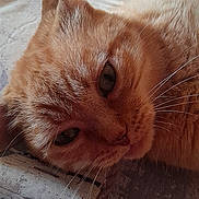 Tigrou participe au concours pour gagner de l'argent avec cette photo : cat, ginger_cat, close_up, sleepy, whiskers, fur, pet, animal, indoor, resting, face, eyes, ears, table, texture, soft_light, domestic, feline, relaxed, cute