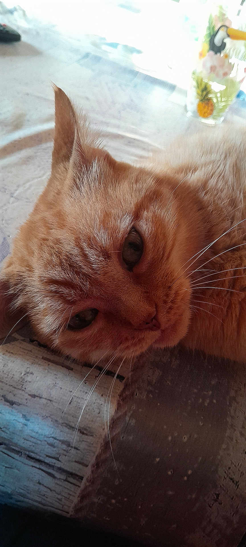 Tigrou participe au concours pour gagner de l'argent avec cette photo : cat, ginger_cat, close_up, sleepy, whiskers, fur, pet, animal, indoor, resting, face, eyes, ears, table, texture, soft_light, domestic, feline, relaxed, cute