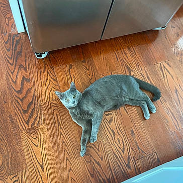 Ashes is registered to the contest to win money with this photo: animal, architecture, building, cat, drawer, foyer, furniture, hardwood, indoors, interiordesign, kitten, pet, stainedwood, wedge, wood, woodpanels