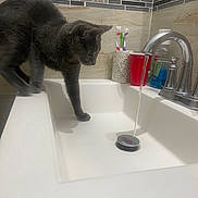 Ashes joined the competition — help win amazing prizes! animal, basin, bathing, bathroom, bathtub, brush, cat, device, glass, indoors, kitten, person, pet, room, sink, sinkfaucet, tap, tool, toothbrush, tub