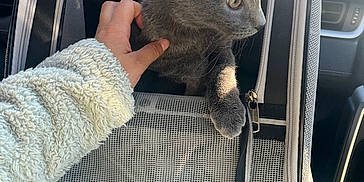 Ashes is registered to the contest to win money with this photo: accessories, animal, bag, baggage, car, cat, handbag, kitten, pet, suitcase, transportation, vehicle