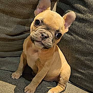 Chanel participe au concours pour gagner de l'argent avec cette photo : puppy, dog, french_bulldog, tan, pet, cute, small_dog, sitting, indoor, couch, fabric, texture, ears, eyes, nose, paw, head_tilt, animal, companion, young