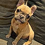 puppy, dog, french_bulldog, tan, pet, cute, small_dog, sitting, indoor, couch, fabric, texture, ears, eyes, nose, paw, head_tilt, animal, companion, young