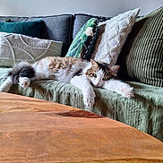 Lulu a rejoint le concours — aidez-le/la à gagner de superbes lots ! cat, couch, pillows, wooden_table, indoor, relaxed, furniture, domestic_animal, pet, cozy, fur, green_pillow, white_pillow, striped_pillow, tabby_cat, resting, living_room, home, cute, animal