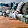 cat, couch, pillows, wooden_table, indoor, relaxed, furniture, domestic_animal, pet, cozy, fur, green_pillow, white_pillow, striped_pillow, tabby_cat, resting, living_room, home, cute, animal