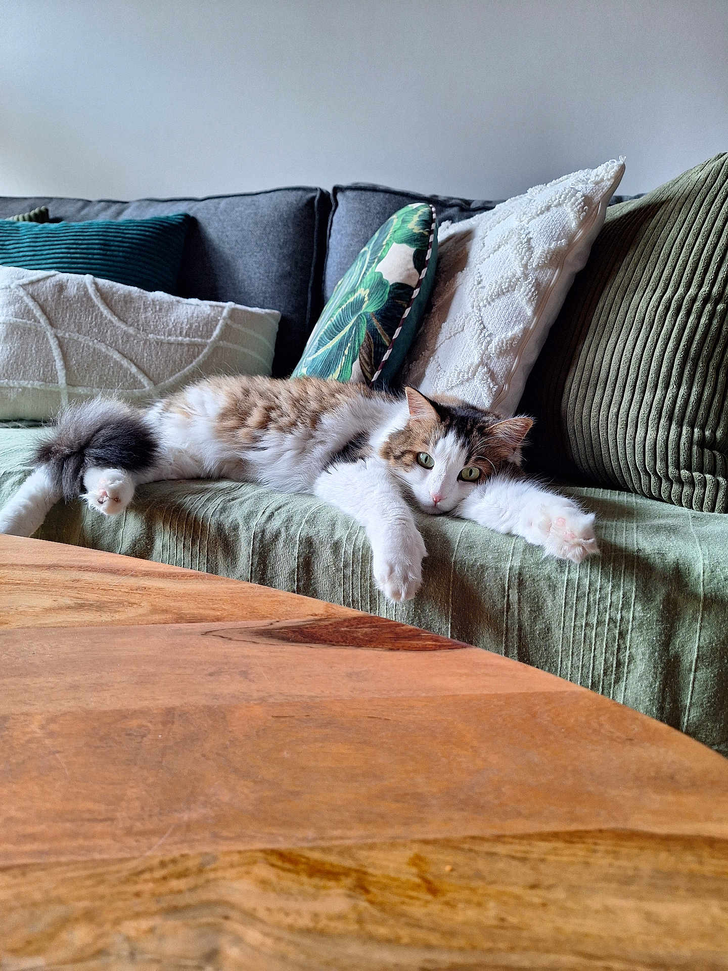 Lulu a rejoint le concours — aidez-le/la à gagner de superbes lots ! cat, couch, pillows, wooden_table, indoor, relaxed, furniture, domestic_animal, pet, cozy, fur, green_pillow, white_pillow, striped_pillow, tabby_cat, resting, living_room, home, cute, animal