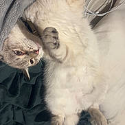 Gandja a rejoint le concours — aidez-le/la à gagner de superbes lots ! animal, bed, blanket, cat, collar, cozy, cute, domestic_animal, fluffy, fur, fur_pattern, indoor, lying_down, paws, pet, relaxed, resting, sleepy, soft, whiskers