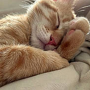Puss joined the competition — help win amazing prizes! adorable, animal, blanket, cat, closeup, cozy, cute, feline, fur, ginger_cat, indoor, nap, paw, pet, relaxed, resting, sleeping, soft, warm, whiskers