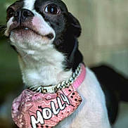 Molly joined the competition — help win amazing prizes! dog, black_and_white, bandana, collar, pet, close_up, animal, molly, fur, portrait, indoor, cute, domestic_animal, looking_up, dog_face, canine, chain_collar, pink, name_tag, curious